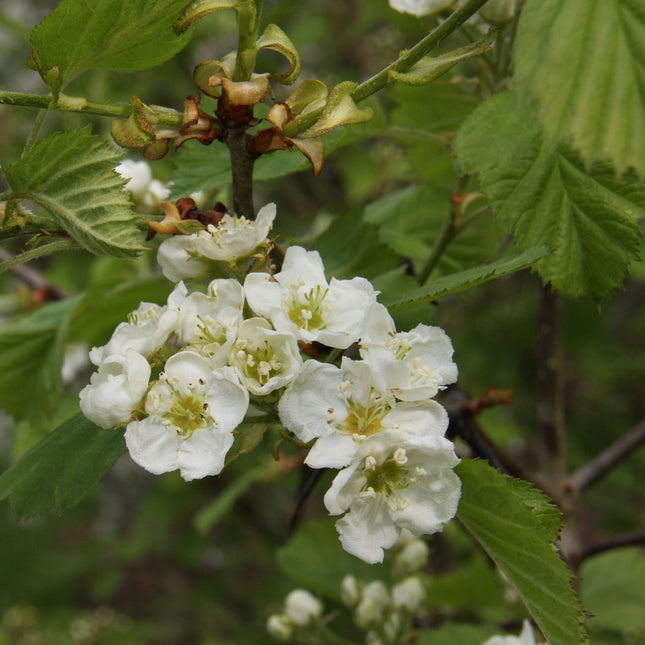 Crataegus monogyna - Meidoornhaag blote wortel