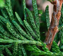 Afbeelding in Gallery-weergave laden, Cupressocyparis leylandii - Conifeer in pot
