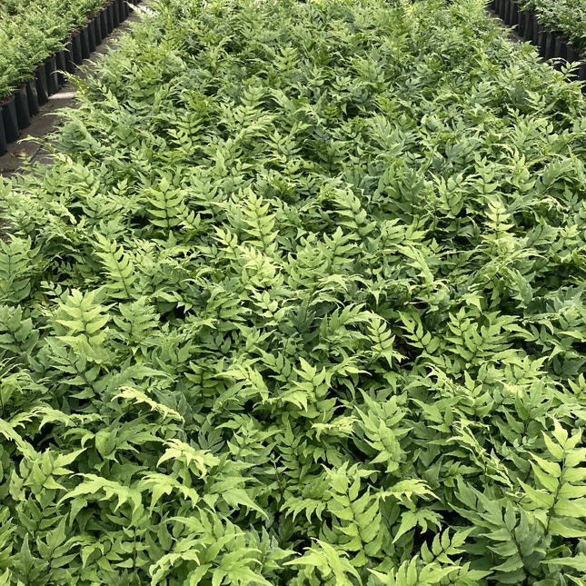 Cyrtomium fortunei - IJzervaren