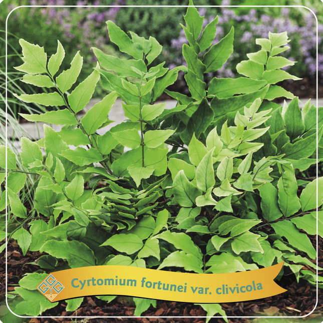 Cyrtomium fortunei var. clivicola-  IJzervaren