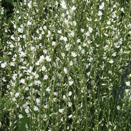 Cytisus white lion - Witte brem