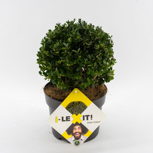 Ilex crenata 'Dark Green' - Japanse Hulst in bolvorm