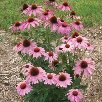 Bloeiende Rode zonnehoed ‘Prairie Splendor Deep Rose’ met rijke roze bloemen op sterke stelen in een zonnige border.