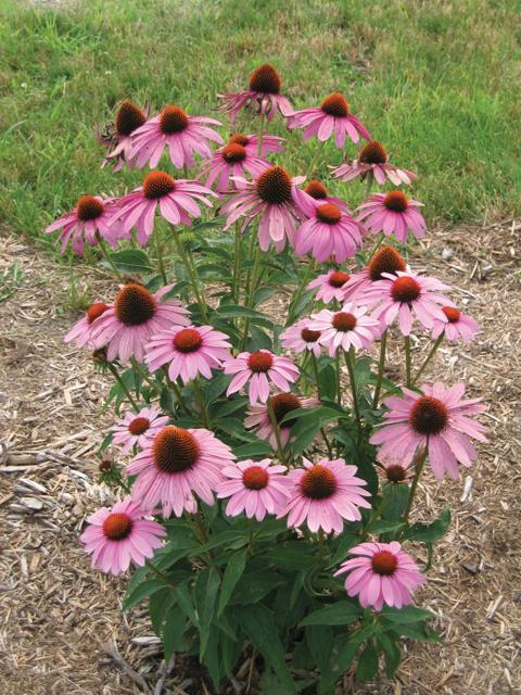 Bloeiende Rode zonnehoed ‘Prairie Splendor Deep Rose’ met rijke roze bloemen op sterke stelen in een zonnige border.