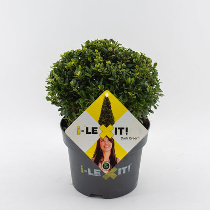 Ilex crenata 'Dark Green' - Japanse Hulst in bolvorm