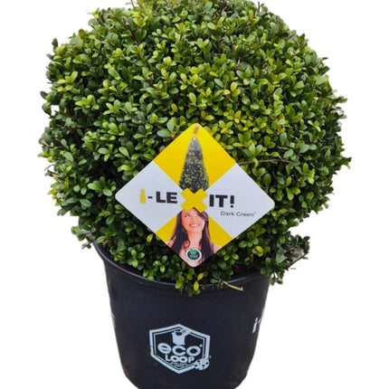 Ilex crenata 'Dark Green' - Japanse Hulst in bolvorm