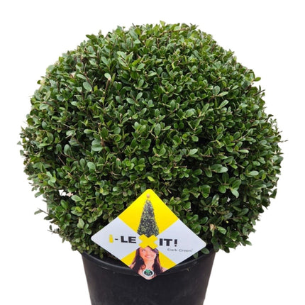 Ilex crenata 'Dark Green' - Japanse Hulst in bolvorm