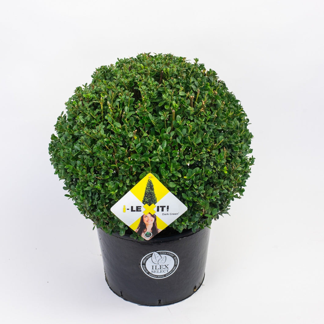 Ilex crenata 'Dark Green' - Japanse Hulst in bolvorm