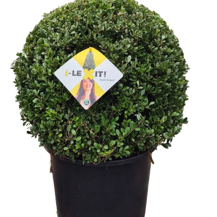 Ilex crenata 'Dark Green' - Japanse Hulst in bolvorm