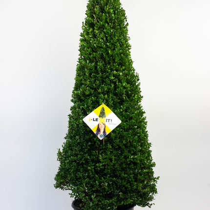 Ilex crenata 'Dark Green' - Japanse Hulst in kegelvorm
