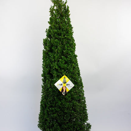 Ilex crenata 'Dark Green' - Japanse Hulst in kegelvorm