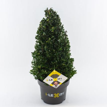 Ilex crenata 'Dark Green' - Japanse Hulst in kegelvorm