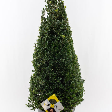 Ilex crenata 'Dark Green' - Japanse Hulst in kegelvorm