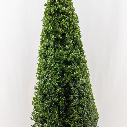 Ilex crenata 'Dark Green' - Japanse Hulst in kegelvorm