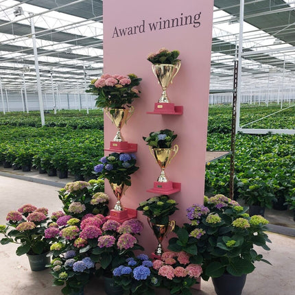 Hydrangea 'Magical Noblesse' - Magical Hydrangea®