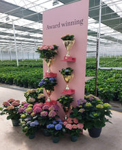 Afbeelding in Gallery-weergave laden, Hydrangea Magical Sapphire - Magical Hydrangea®
