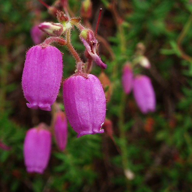 Daboecia cantabrica - Ierse heide