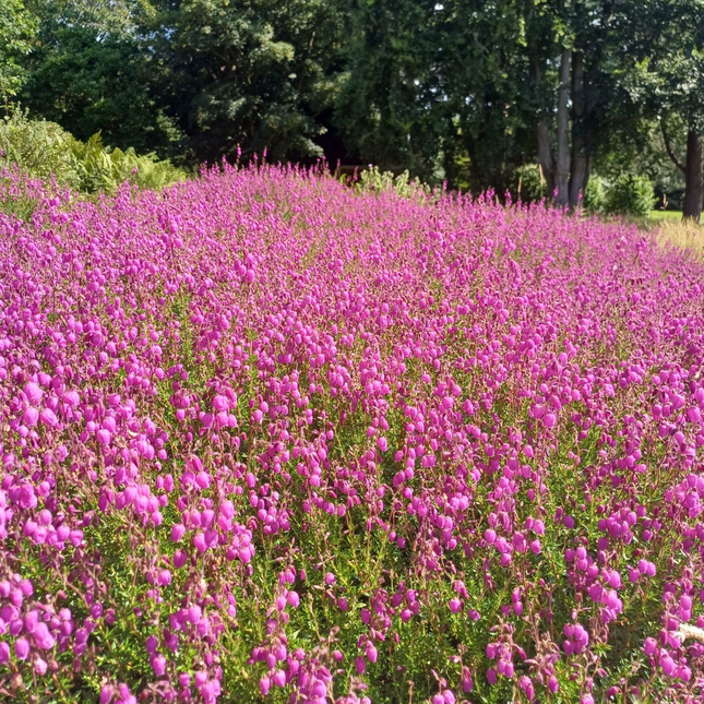 Daboecia cantabrica - Ierse heide