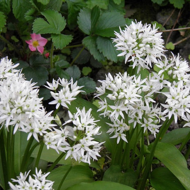 Allium ursinum in bloei met witte bloemschermen boven een tapijt van breed, groen blad.