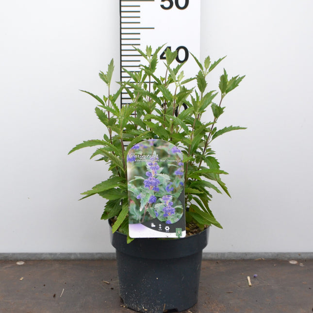 Caryopteris clandonensis ‘Grand Blue’ – Blauwbaard