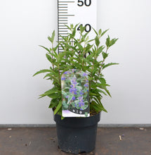 Afbeelding in Gallery-weergave laden, Caryopteris clandonensis ‘Grand Blue’ – Blauwbaard

