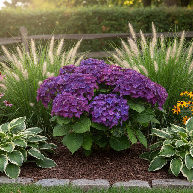 Hydrangea macrophylla 'Deep Purple Dance' geplant in een border, met diepe paarse bloemtrossen en donkergroene bladeren, omringd door andere tuinplanten.