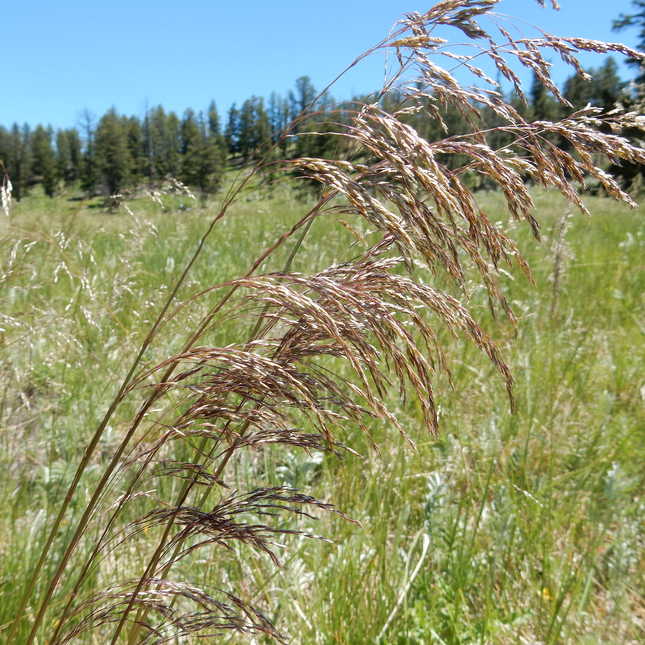 Deschampsia cespitosa - Ruwe smele