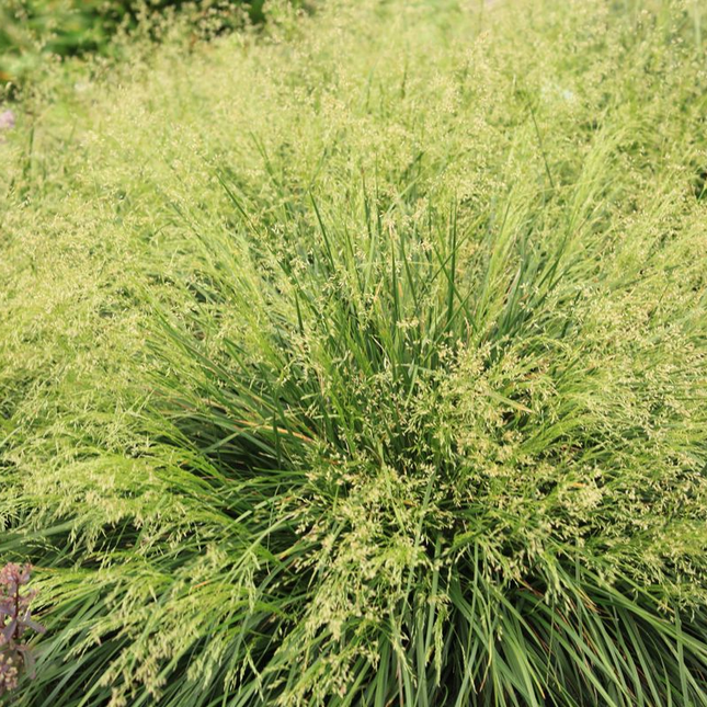 Deschampsia cespitosa ‘Goldtau’ - Ruwe smele