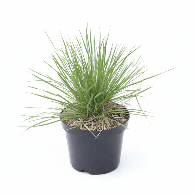 Deschampsia cespitosa Palava C2 Pot met wiite achtergrond
