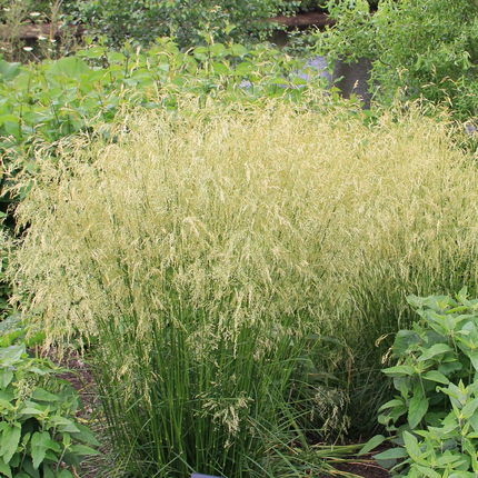 Deschampsia cespitosa 'Goldschleier' - Ruwe smele