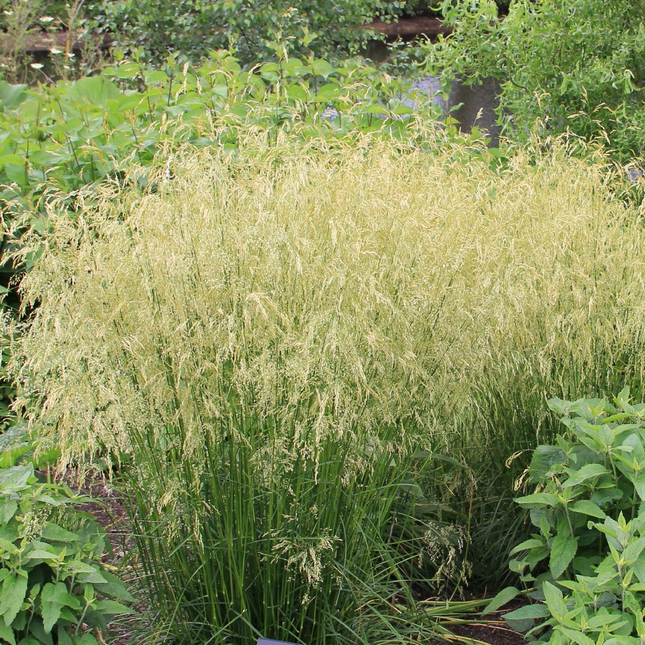 Deschampsia cespitosa 'Goldschleier' - Ruwe smele