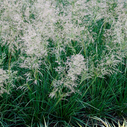 Deschampsia cespitosa 'Palava' - Ruwe smele