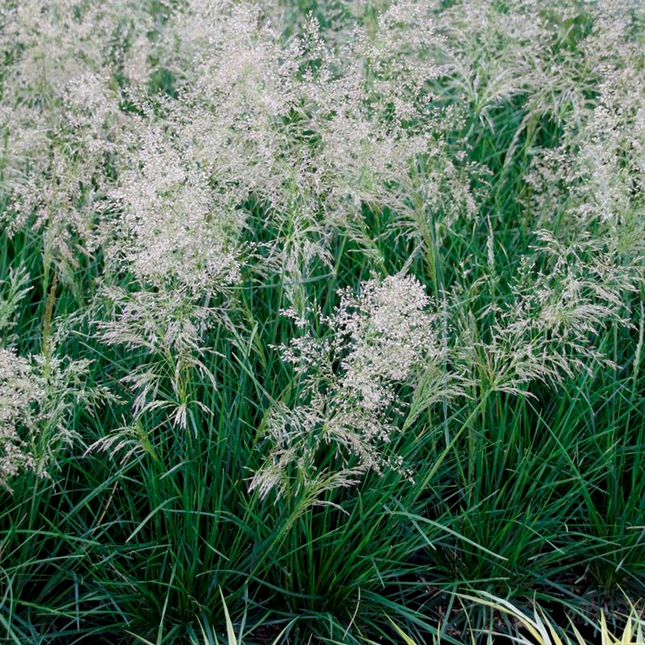 Deschampsia cespitosa 'Palava' - Ruwe smele