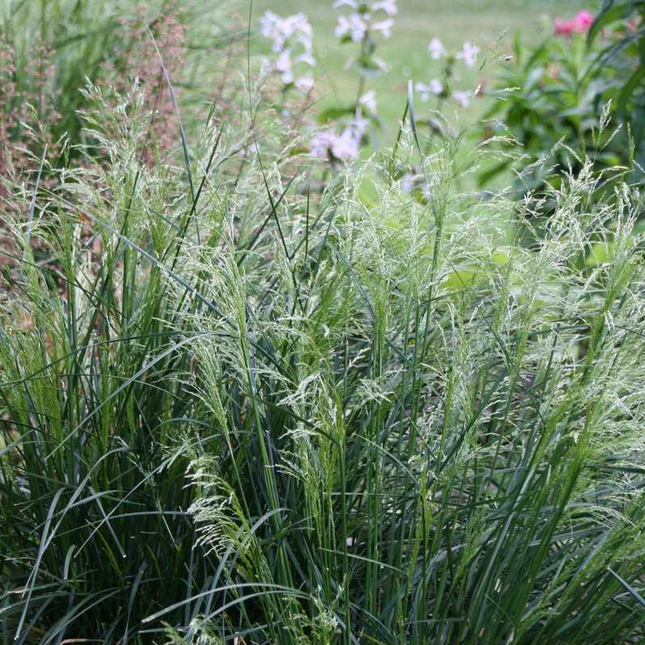Deschampsia cespitosa 'Palava' - Ruwe smele