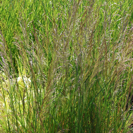 Deschampsia cespitosa 'Palava' - Ruwe smele