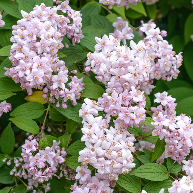 Deutzia hybrida ‘Mont Rose’ - Bruidsbloem