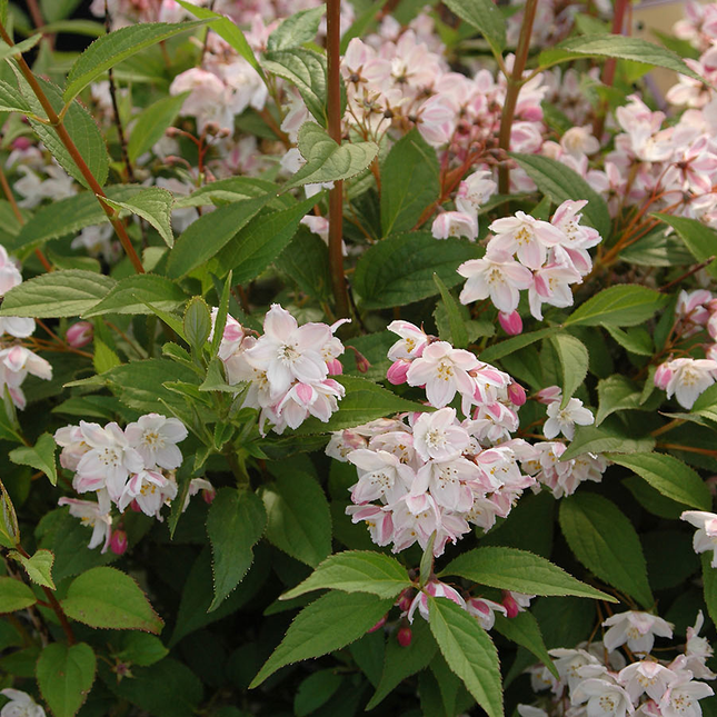 Deutzia purpurascens ‘Kalmiiflora’ - Bruidsbloem