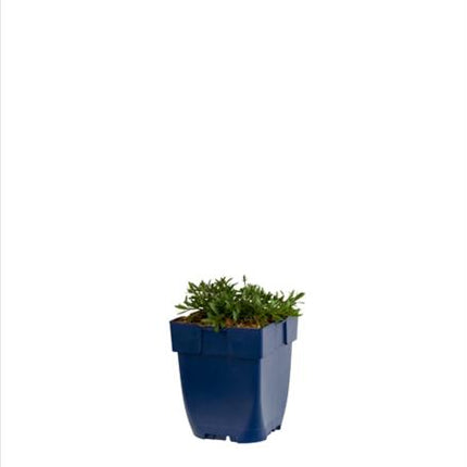 Dianthus deltoides ‘Splendens’ (steenanjer) in een blauwe kweekpot, met fijne smalle donkergroene blaadjes die een compacte pol vormen, tegen een witte achtergrond.
