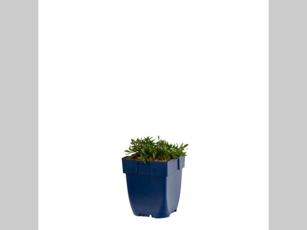 Dianthus deltoides ‘Splendens’ (steenanjer) in een blauwe kweekpot, met fijne smalle donkergroene blaadjes die een compacte pol vormen, tegen een witte achtergrond.