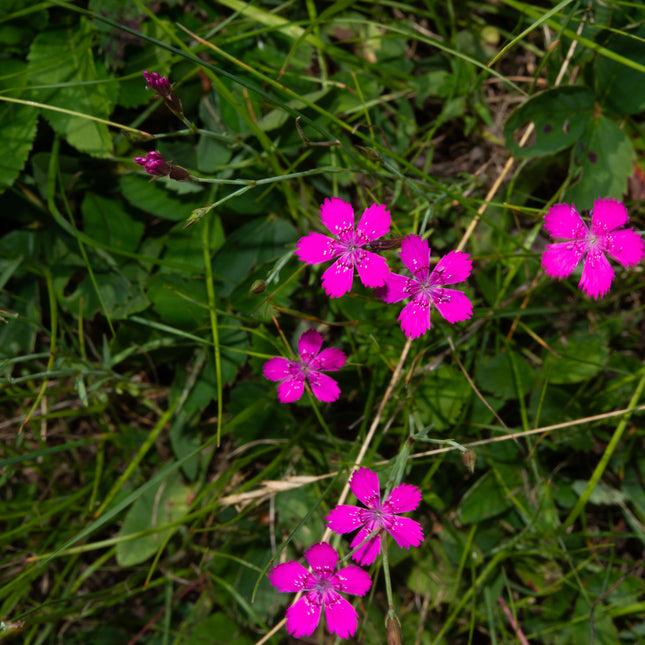 Dianthus deltoides (steenanjer) met felroze bloemen en gekartelde bloemblaadjes tussen groen gras en bladeren in een natuurlijke omgeving.