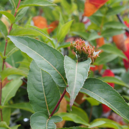 Diervilla lonicera 'Dilon' - Struikkamperfoelie
