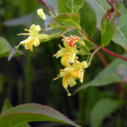 Diervilla lonicera 'Dilon' - Struikkamperfoelie