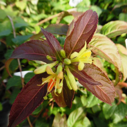 Diervilla rivularis 'Troja Black' - Struikkamperfoelie