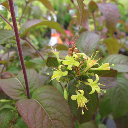 Diervilla rivularis 'Troja Black' - Struikkamperfoelie