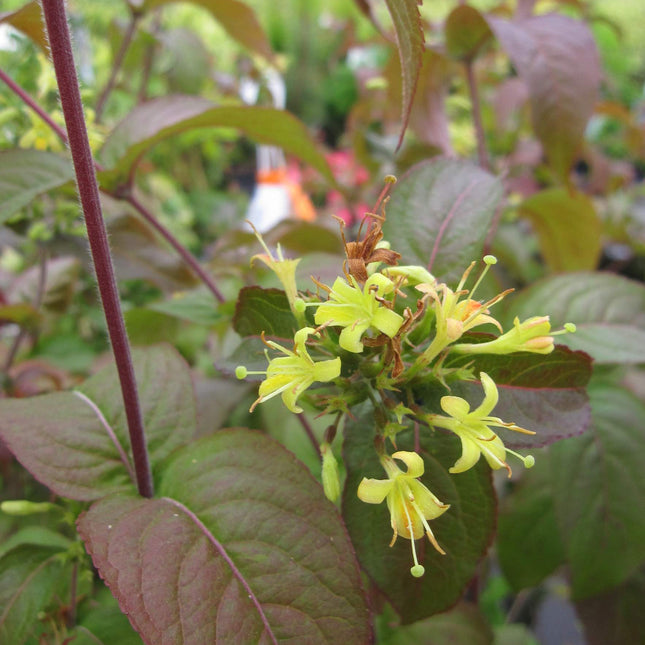 Diervilla rivularis 'Troja Black' - Struikkamperfoelie