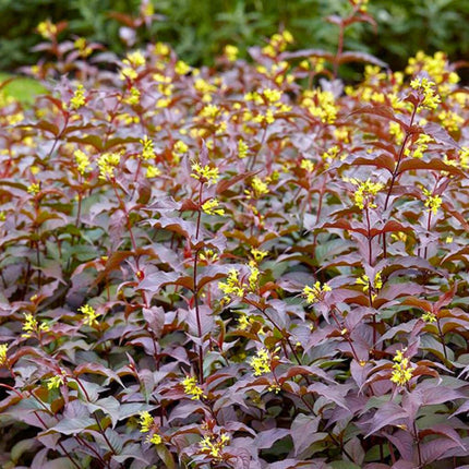Diervilla rivularis 'Troja Black' - Struikkamperfoelie