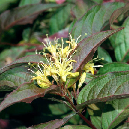 Diervilla splendens - Struikkamperfoelie