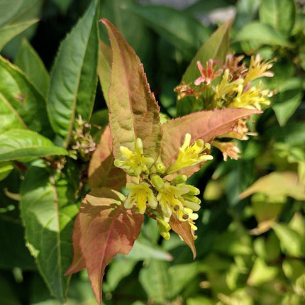 Diervilla splendens - Struikkamperfoelie