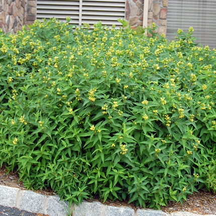 Diervilla sessilifolia 'Butterfly' - Boskamperfoelie