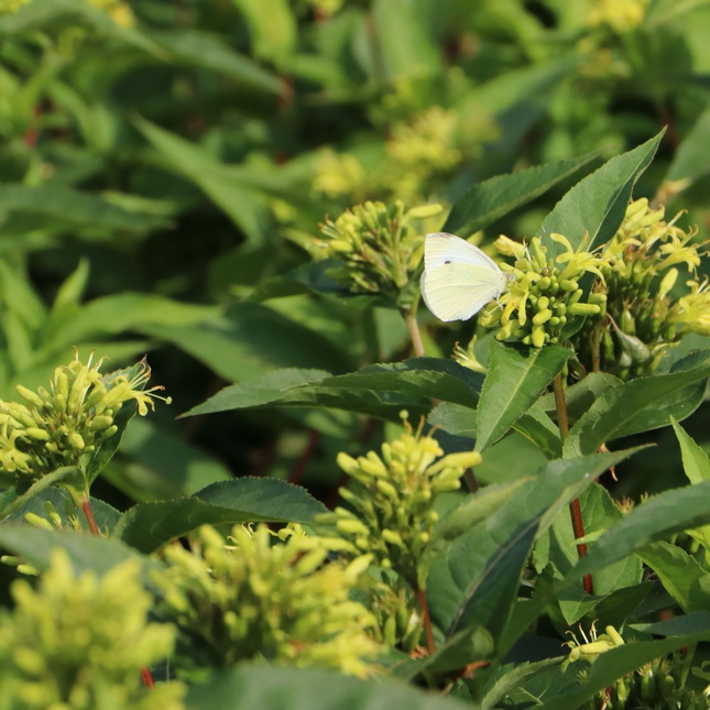 Diervilla sessilifolia 'Butterfly' - Boskamperfoelie